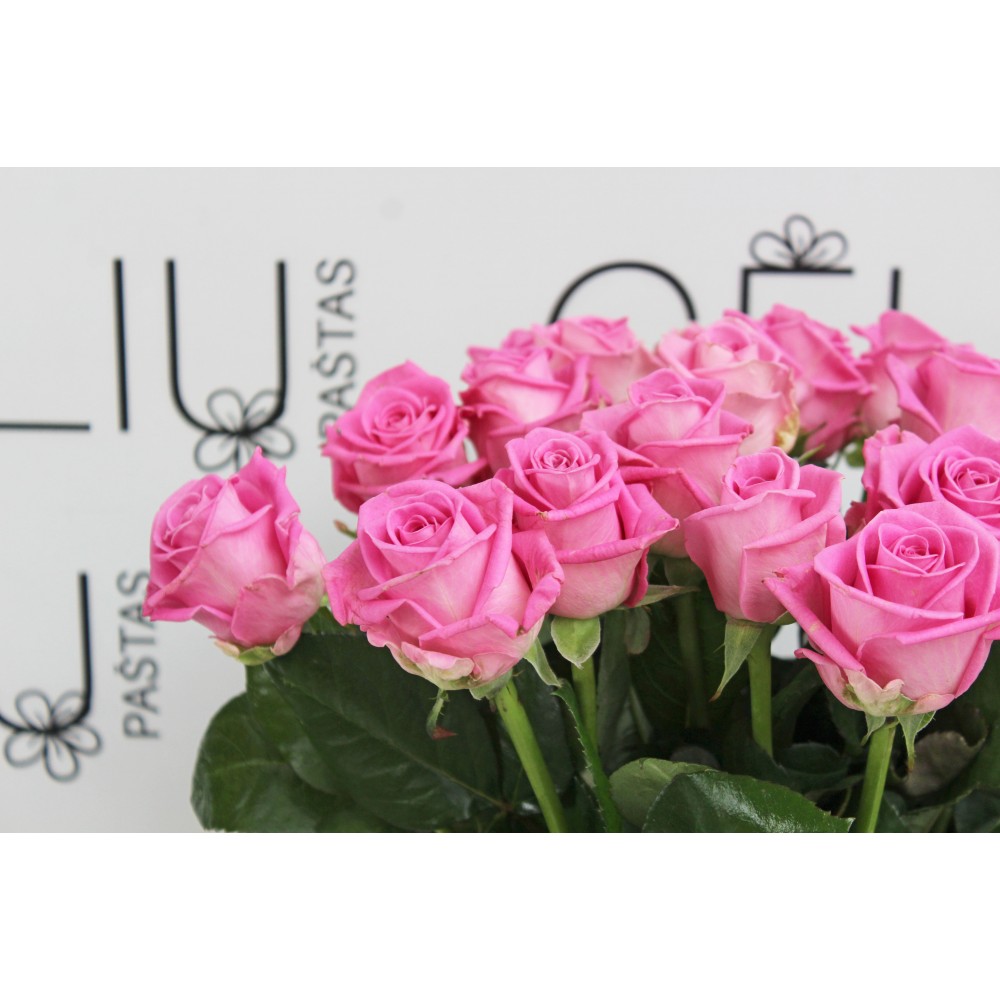 Rožė Barbės spalvos 50cm