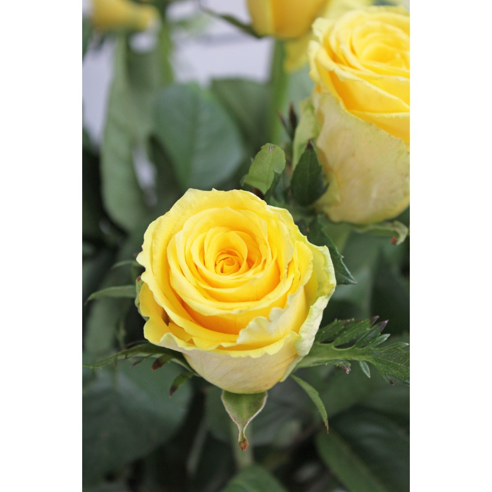 Rožė Geltonos spalvos 60cm