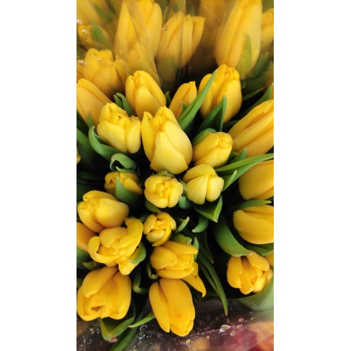 Tulpės geltonos