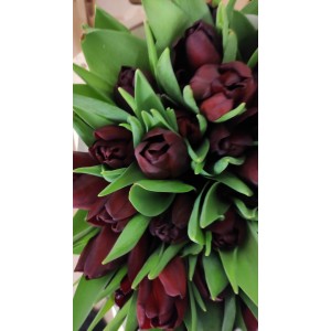Tulpės bordo