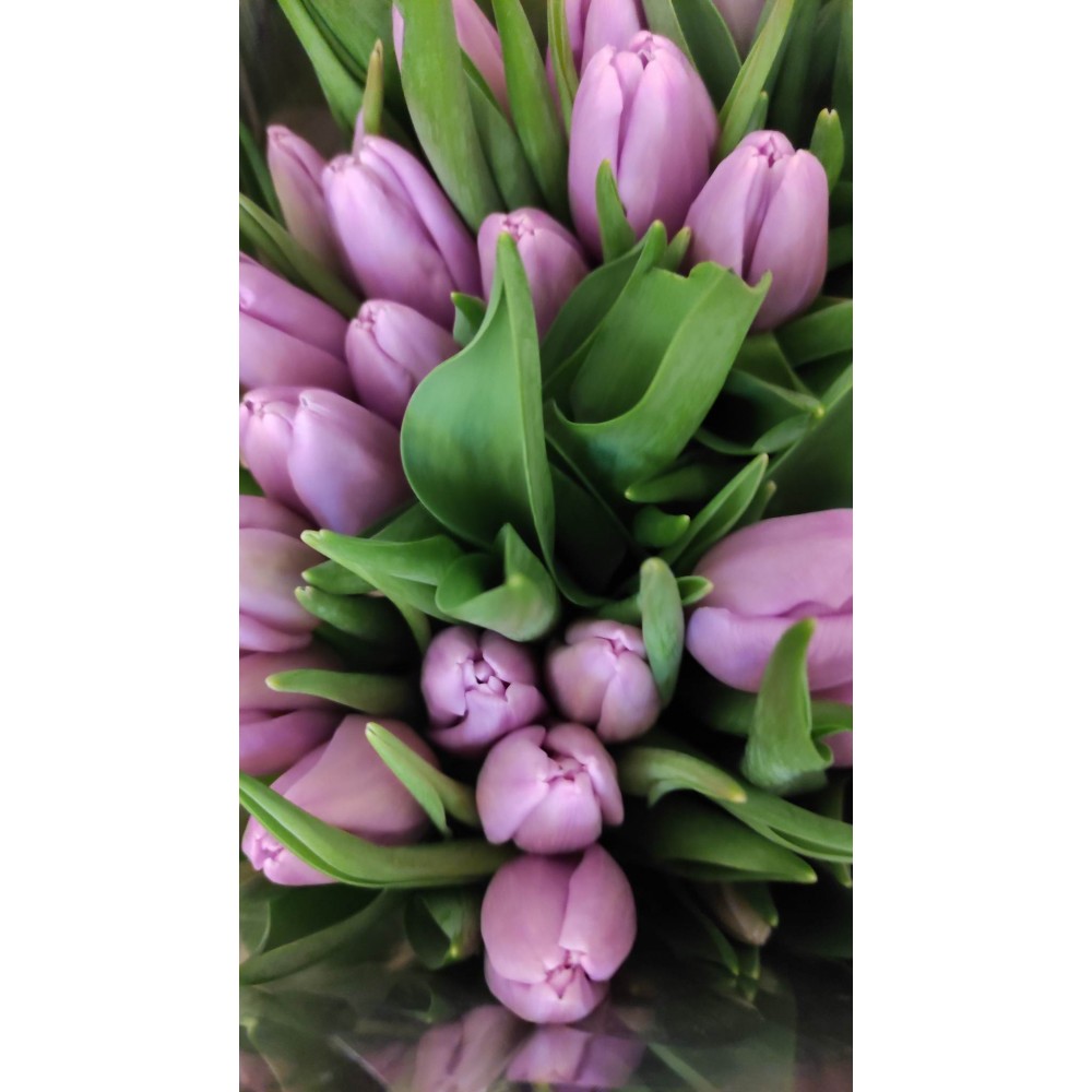 Tulpės švelniai violetinės