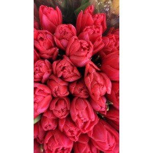 Tulpės pilnavidurės raudonos