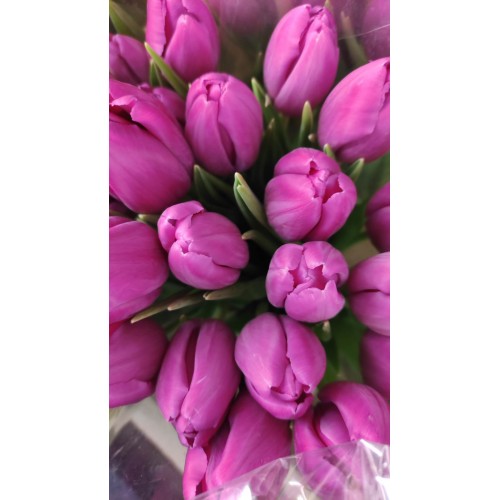 Tulpės ružavos