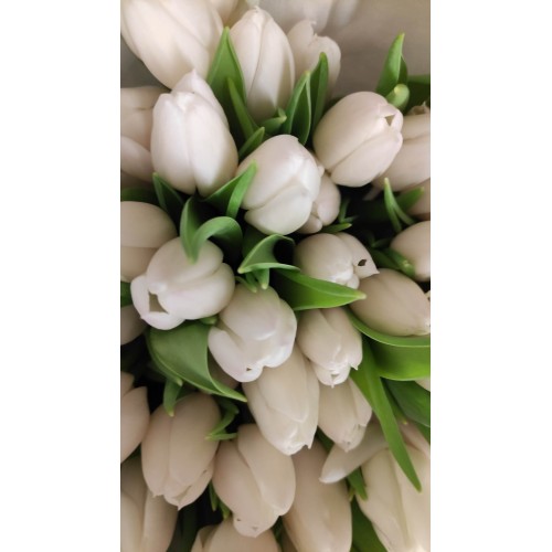Tulpės baltos