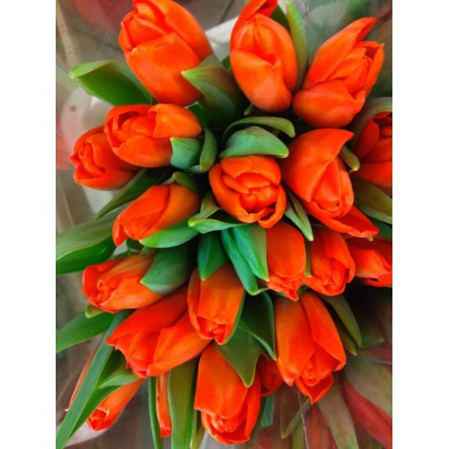 Tulpės oranžinės