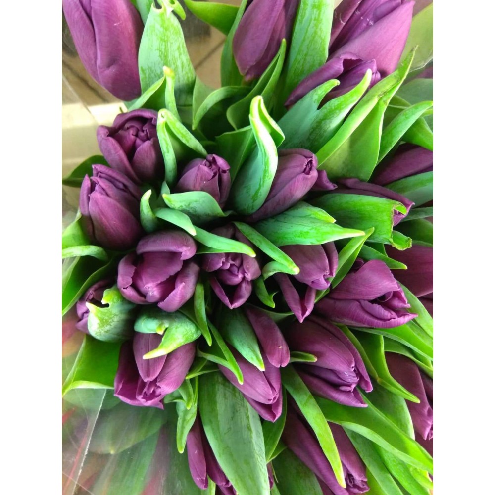 Tulpės violetinės